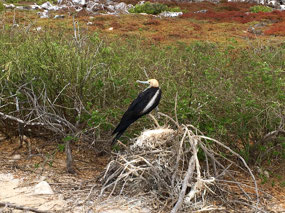 Galapagos