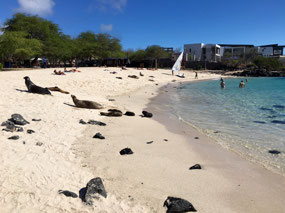 Galapagos