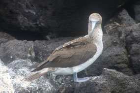 Blaufusstölpel (Blue footet Booby)