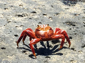 Galapagos Krebs