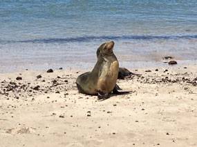 Galapagos