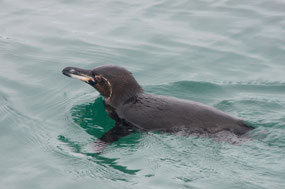 Pinguin