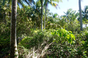 Bocas del Toro