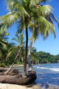 Bocas del Toro
