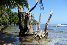 Bocas del Toro