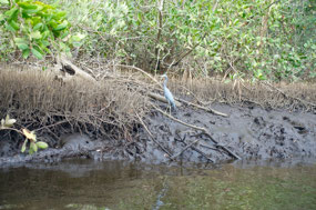 Isla Juan Venado