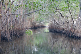 Isla Juan Venado