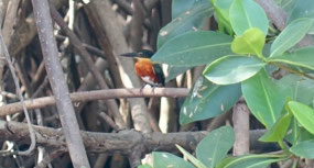 Kingfisher