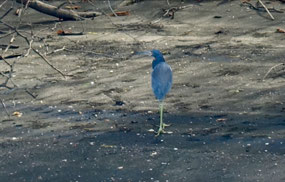 little Blue Heron