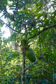 Guanabana