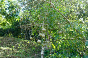 uns unbekannte Frucht
