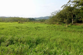 Lago de Yojoa
