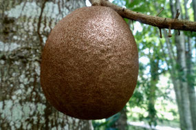 Lancetilla Jardín Botanica