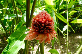 Lancetilla Jardín Botanica