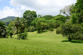 Lancetilla Jardín Botanica