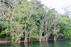 Lago de Yojoa