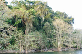 Lago de Yojoa