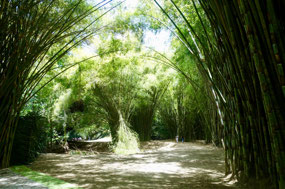 Lancetilla Jardín Botanica