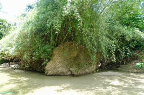 Lancetilla Jardín Botanica
