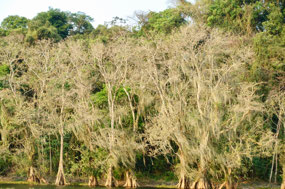 Lago de Yojoa