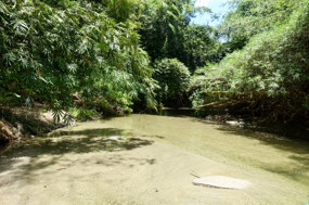 Lancetilla Jardín Botanica