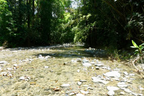 Lancetilla Jardín Botanica
