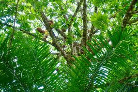 Lancetilla Jardín Botanica