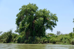 Rio El Fuerte