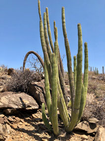 Baja California Sur