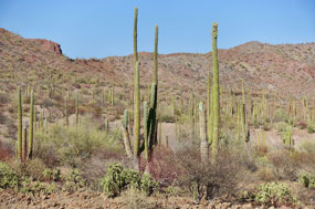 Baja California Sur