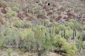 Baja California SurOas