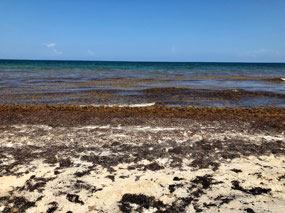 Algenplage
