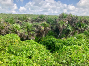 Isla Cozumel