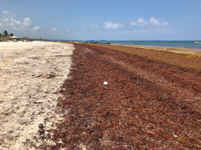 Algenplage