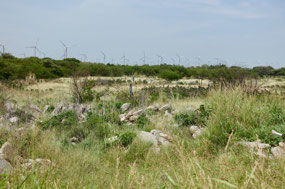 Windfarm