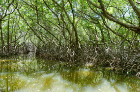 Biosfera Ria Celestun