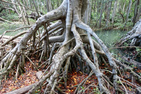 Biosfera Ria Celestun