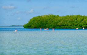 Flamingos Caribe