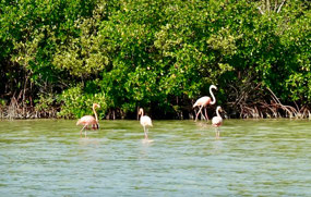 Flamingos Caribe