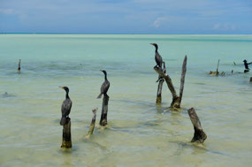 Isla Holbox