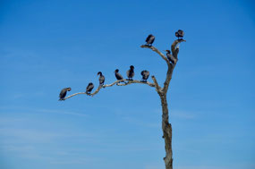 Isla Holbox