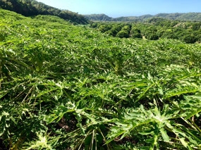 Papaya Feld