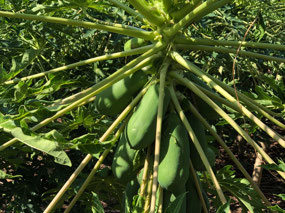 unser längste Fahrt Papaya