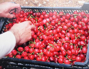 cherry ripe- Salsa della