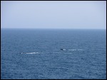 Suspicious boats