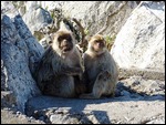 It's a monkey family