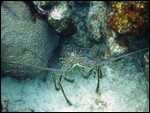 Spiny Lobster