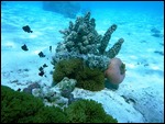 A fishy community