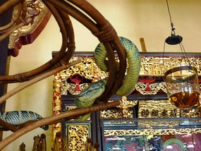 Snake temple snakes