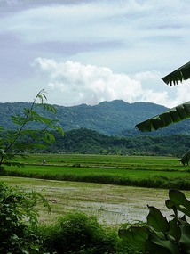 Rice paddy